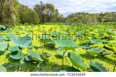 Large lotus pond in the nature reserve with mixed leaf rose moss green algae create richness in wetlands in the Mekong Delta
