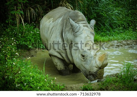 Rhino in the slough