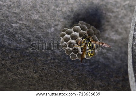 A spanish wasp building a new nest