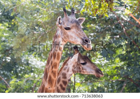 Head and neck giraffe