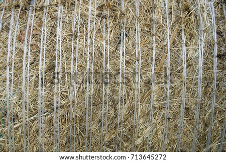 background: detail of a recently dried hay bale, wrapped circularly in a white color network, which holds the hay bale together, summer, italy