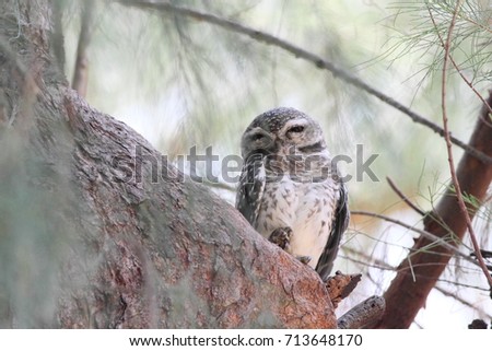 Spotted owlet (Athene brama) in Thailand blur Background