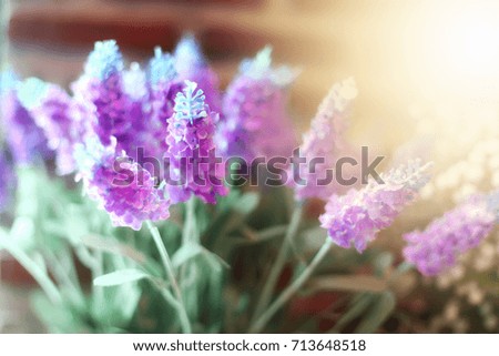 Blurred of beautiful flowers for background. Toned image.