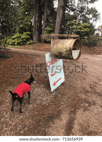 Sign reading "Cherries" on rural mailbox, with small dog in red coat