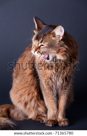 Rudy somali yawning cat portrait on dark grey background
