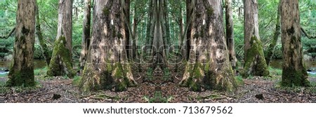 symmetrical photography of a forest, 
A walk in the woods in autumn,  with the ground full of leaves, Galicia, Spain,