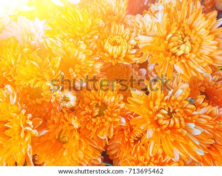 orange  chrysanthemum with sunligt