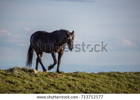 Wild horses range the Pryor Mountains outside Lovell, Wyoming.