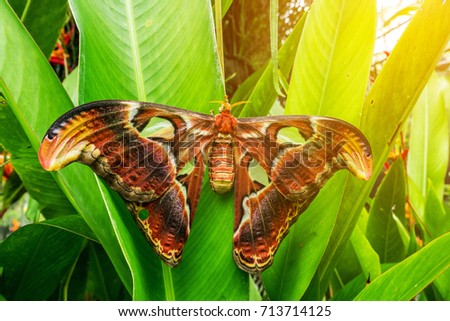 The brown wing giant butterfly is on the green leaf tree or plant in the nature with the yellow flare from the picture edge.