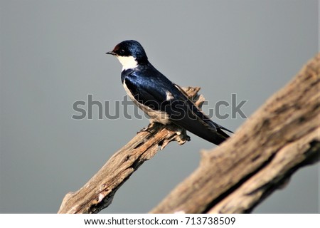 White swallow