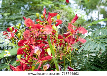 Flamboyant tree flowers (Royal Poinciana,Delonix regia,Flame tree) 