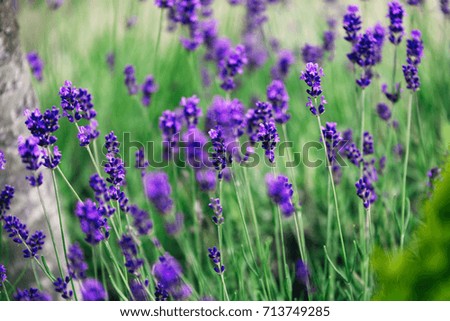 Picture of lavender flowers on field at sunlight