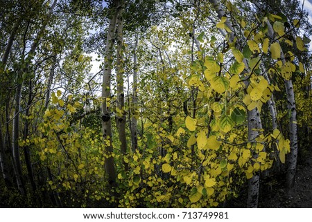 Aspen Leaves in Forest