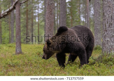BEARS IN TAIGA FOREST