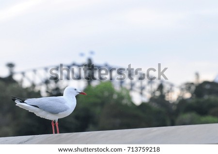 Seagull and Sydney Harbour Bridge in the evening