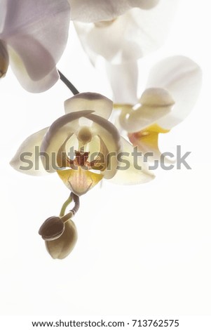 white phalaenopsis orchid on white background, one flowering branch, fragment