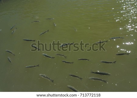 Group of fishes 