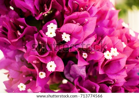 Beautiful Colorful Flowers from Greek Islands Flowers of Greece 