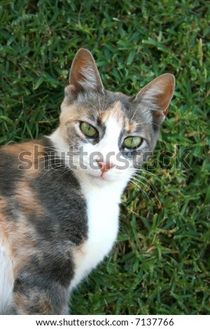 A portrait of cat with green eyes.