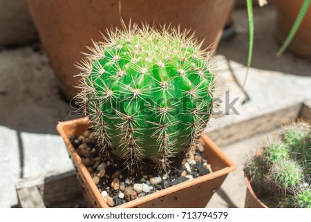 My Cactus so beautiful