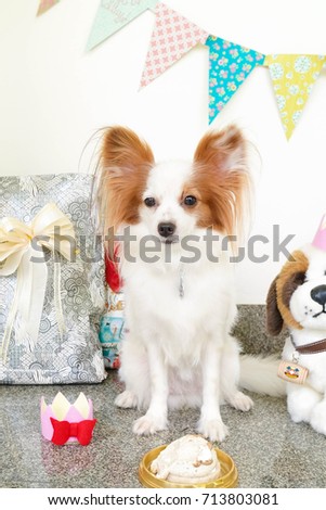 Birthday dog. A Birthday party for a cute dog. Pure breed : Continental Toy Spaniel Papillon or a butterfly ears dog.