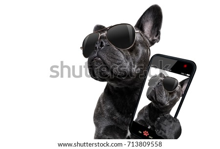 cool trendy posing french bulldog with sunglasses looking up like a model , taking a selfie , isolated on white background