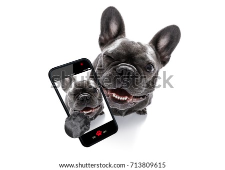 curious french bulldog dog looking up to owner taking a selfie or snapshot with mobile phone or smartphone
