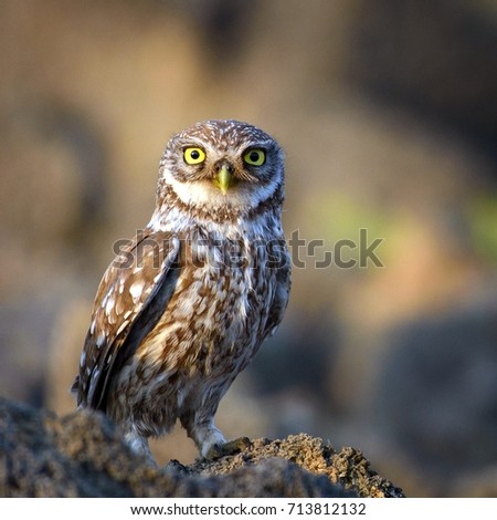 The little owl standing on rock and looking at the camera.  Athene noctua