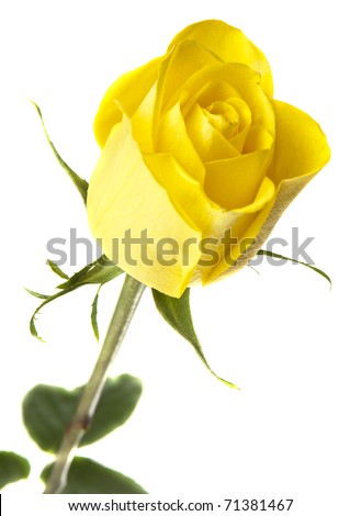 yellow rose on a white background, isolated