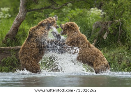 Fighting wild bears