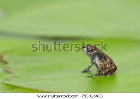 Baby Toad on the water lily leaf