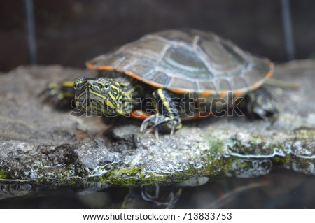 Painted Turtle Royalty-Free Stock Photo #713833753