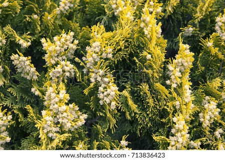 picture of a flowering juniper