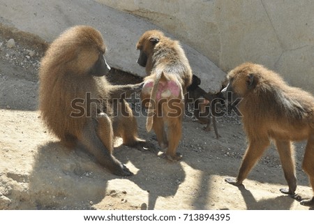 Baboons in a zoo
