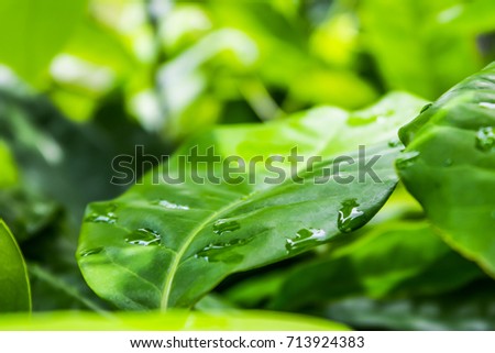 Nature green leaf in garden at summer under sunlight with water drops. Natural green plants landscape using as a background or wallpaper.