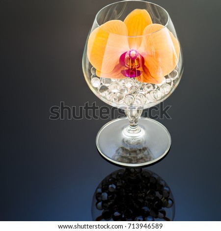 Orchid flowers in high glass on black background