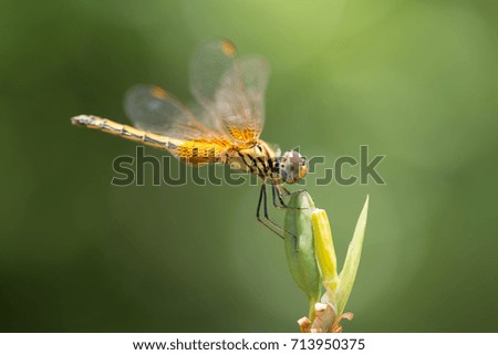 Close up of small beautiful dragonfly, They are the best mosquito killer in nature.