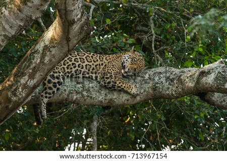 Brazilian Pantanal - Jaguar