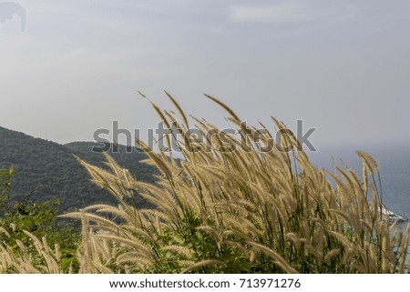 Morning with a spring meadow. / Grass flower with sea and mountain view background. / Abstract background.