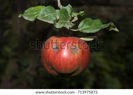 apple with a smile on the tree