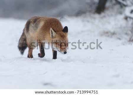 Red fox in a winter setting 