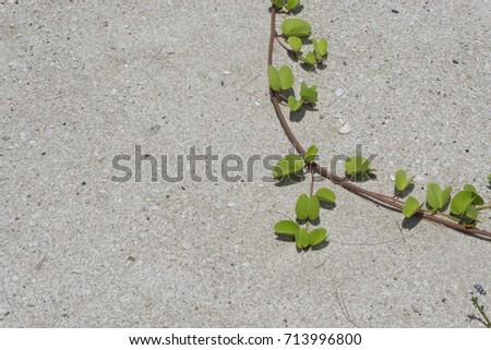 Green leaf on the sand., Vine plant growing in the sand., with copy space for text.