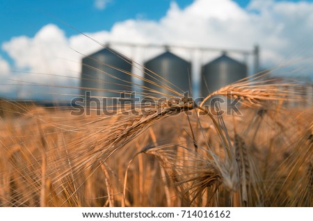 Farm, wheat field with grain silos for agriculture Royalty-Free Stock Photo #714016162