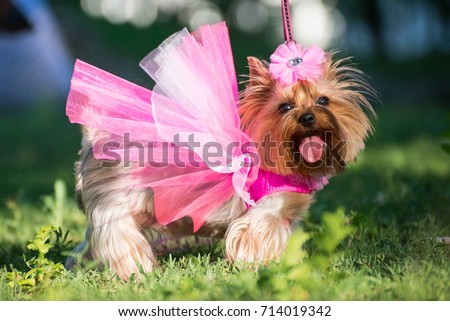 a dog in a wedding dress posing outdoors Royalty-Free Stock Photo #714019342