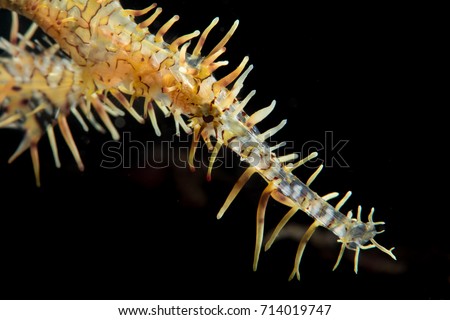 Female ornate ghost pipefish