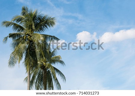 Coconut with sky