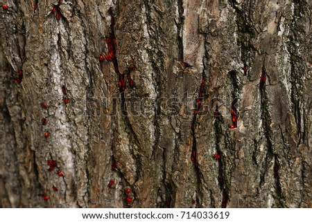 hiding in the bark of a tree insects black and red. Shallow depth of field on the picture, focus on beetles