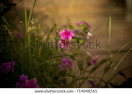 Little pink flowers in a bush with other flowers in the background. Close-up small vibrant blooming pink flower growing in grass. Flower, small, grass, nature, green, spring, plant, summer