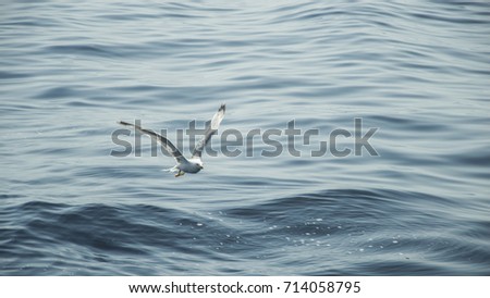 The Seagull flying on the Croatian seawater in search of food