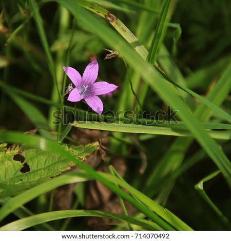 Small purple flower in green grass.